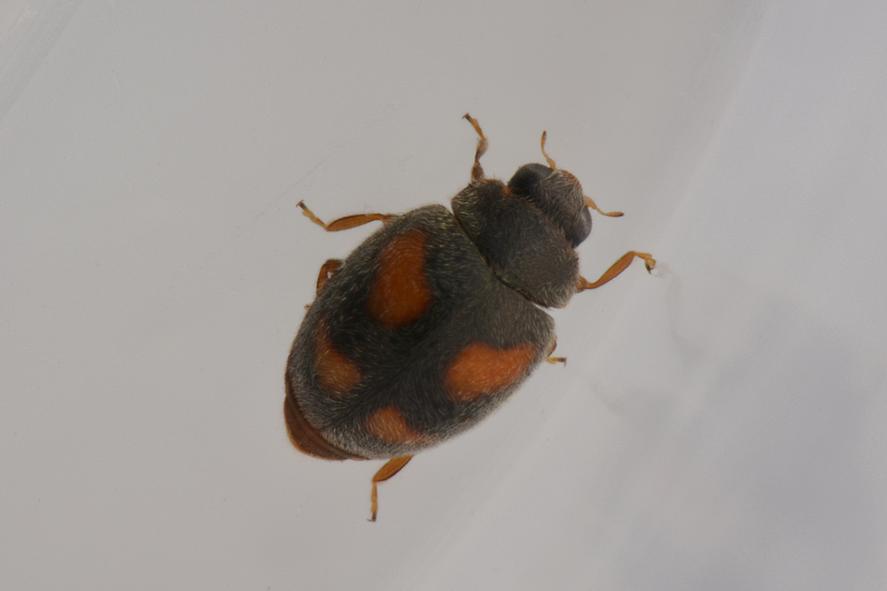 Coccinellidae:  Nephus quadrimaculatus